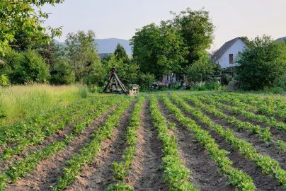 rural garden with a house