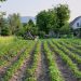 rural garden with a house
